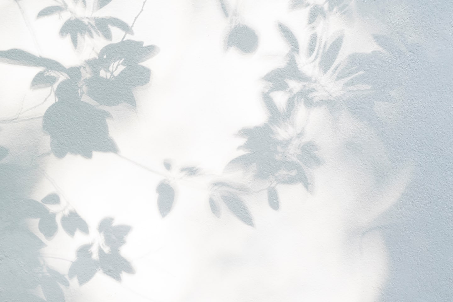 Skygge av blader på hvit bakgrunn