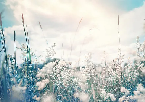 Hvite blomster i eng under himmel med skyer